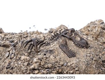 Tyrannosaurus rex fossil skeleton in the ground. Digging dinosaur fossils concept isolated on white background and copy space.