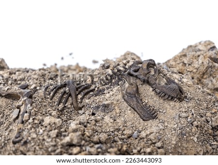 Tyrannosaurus rex fossil skeleton in the ground. Digging dinosaur fossils concept isolated on white background and copy space.