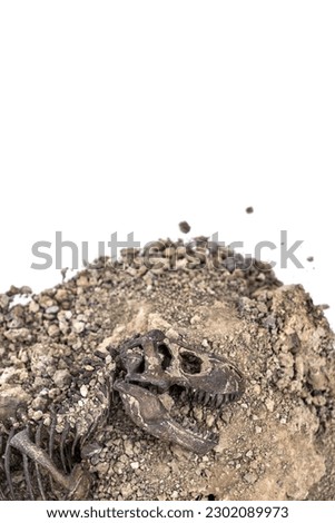 Tyrannosaurus rex fossil skeleton in the ground. digging dinosaur fossils concept isolated on white background and copy space.