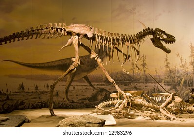 Tyrannosaurus Rex Skeleton