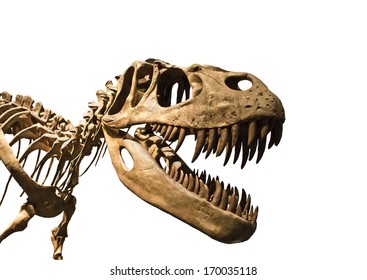 Tyrannosaurus Rex Skeleton