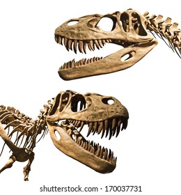 Tyrannosaurus Rex Skeleton