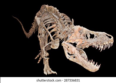 Tyrannosaurus Rex Skeleton