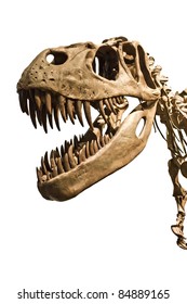 Tyrannosaurus Rex Skeleton