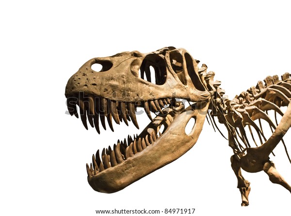 complete tyrannosaurus rex skeleton