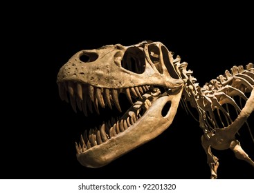 Tyrannosaurus Rex Skeleton Isolated On Black