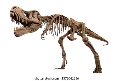 Tyrannosaurus Rex skeleton on isolated background . Embedded clipping paths .