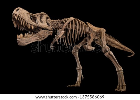Tyrannosaurus Rex skeleton on isolated background . Embedded clipping paths . 
