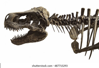 Tyrannosaurus Rex Skeleton Profile Isolated On White Background