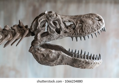 Tyrannosaurus rex skull.
Close up of Giant Dinosaur : T-rex skeleton