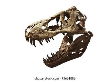 Tyrannosaurus Rex Skull Isolated On White