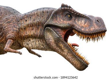Tyrannosaurus Rex or T-Rex is a carnivorous genus of Coelurosaurian Theropod dinosaur, lived in the Cretaceous period, Tyrannosaurus Rex or T-Rex isolated on white background with a clipping path