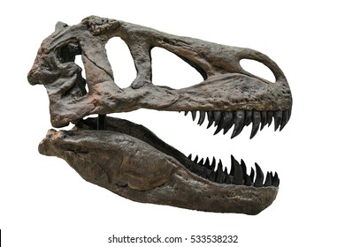 Tyrannosaurus scull isolated on white