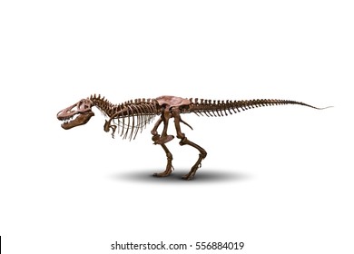 Tyrannosaurus Skeleton Isolated On White.