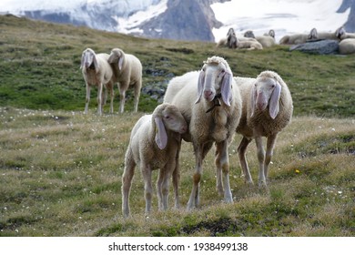 Tyrolean Mountain Sheep (Tiroler Bergschaf, Pecora Alpina Tirolese) On A Mountain Pasture In The Ötztal Alps, Tyrol (Austria)