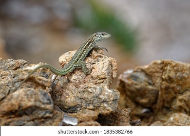 Tyrrhenian Wall Lizard (Podarcis Tiliguerta) Is A Species Of Lizard In The Family Lacertidae. The Species Is Endemic To The Islands Sardinia And Corsica.