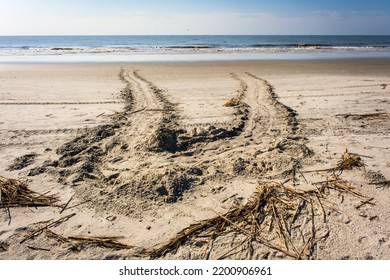 U Shaped Sea Turtle Tracks Indicate A False Crawl And An Aborted Nest Along The Atlantic Ocean In Sea Island, Georgia, USA