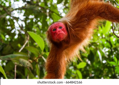 Uakari Red Monkey