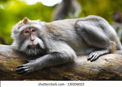 UBUD, INDONESIA - 14 of February 2013: One of the Balinese lazy monkey in the monkey forest.