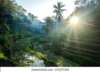 Ubud Rice Terraces