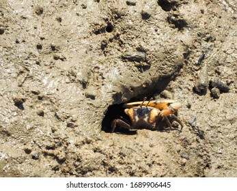 Uca Forcipata Or Fiddler Crab Live In Mangrove Forest