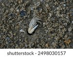 Uca lactea, commonly known as the white-clawed fiddler crab, is a species of fiddler crab found in the Indo-West Pacific region.