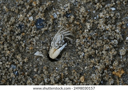 Uca lactea, commonly known as the white-clawed fiddler crab, is a species of fiddler crab found in the Indo-West Pacific region.