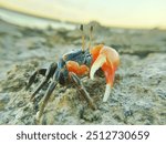 Uca pugilator. a sea crab with a blue body and red and white claws