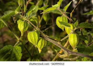 Uchuva Fruit 