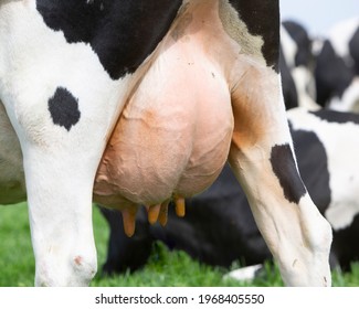 Udder Of Black And White Spotted Cow Closeup In Meadow With Other Cows In The Background