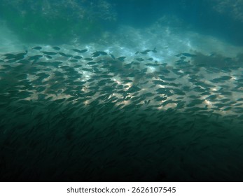 AN UDERWATER SCENE FEATURING TINY FISH BLENDING INTO THE SHADOWS BENEATH A BOAT, SET AGAINST THE BACKDROP OF THE OCEAN FLOOR