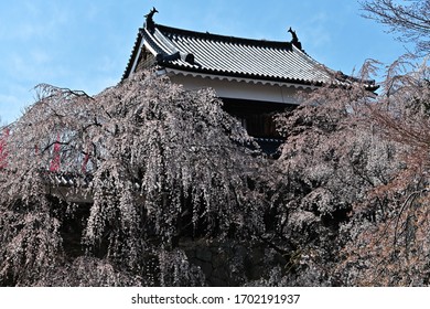 Ueda Castle With Cherry Blossoms