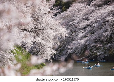 Ueno Park Hanami In Tokyo, Japan