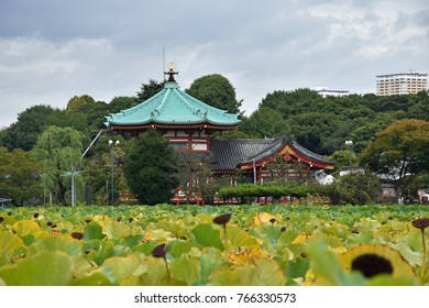 Ueno Park Tokyo October 2017