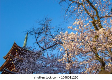 kanaa matsuri