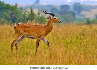 Uganda antelope. Ugandan kob jump, Kobus kob thomasi, rainy day in the savannah. Kob antelope in the green vegetation during the rain, Queen Elizabeth NP in Uganda, Africa. Cute antelope in nature.