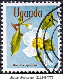 Uganda - circa 1969 : A stamp printed in Uganda shows Snuff-box tree Oncoba spinosa , Native Flora serie.