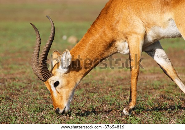 Download Uganda Kob Antelope African Savanna Stock Photo (Edit Now) 37654816