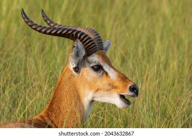 Uganda Kob - Kobus kob thomasi, beautiful small antelope from African savannah, Murchison falls, Uganda.