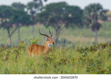 Uganda Kob - Kobus kob thomasi, beautiful small antelope from African savannah, Murchison falls, Uganda.