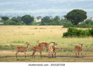 Uganda Kob (Kobus thomasi), National Parks of Uganda