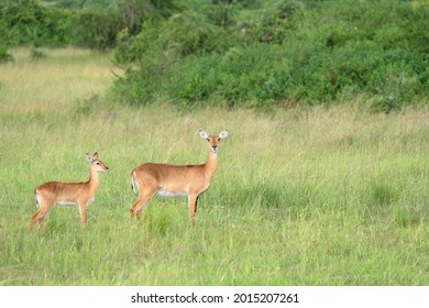 Uganda Kob (Kobus thomasi), National Parks of Uganda