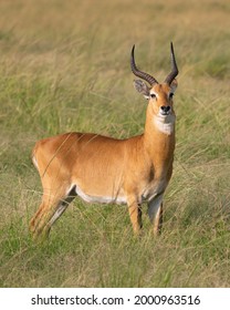 Uganda Kob (Kobus thomasi), Queen Elizabeth National Park, Uganda