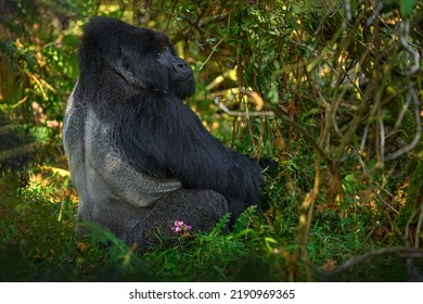 Uganda Mountain Gorilla With Food. Detail Head Primate Portrait With Beautiful Eyes. Wildlife Scene From Nature. Africa. Mountain Gorilla Monkey Ape, Bwindi NP. Gorilla - Wildlife Forest Portrait. 