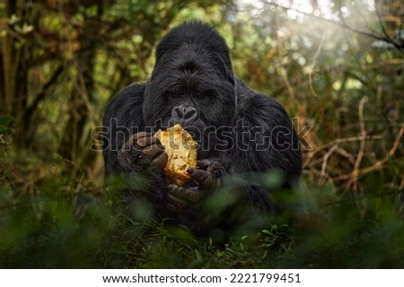 Uganda mountain gorilla with food. Detail head primate portrait with beautiful eyes. Wildlife scene from nature. Africa. Mountain gorilla monkey ape, Bwindi NP. Gorilla - wildlife forest portrait. 