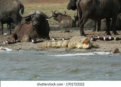 Uganda Safari Wildlife Animals Nature