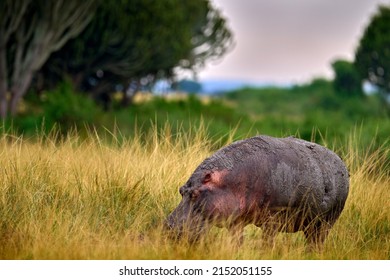 Uganda wildlife, Hippo with open mouth muzzle with toouth, danger animal in the water. Detail portrait of hippo head.  Hippopotamus amphibius capensis, with evening sun, animal in the nature.