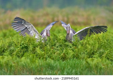 Uganda wildlife. Two Shoebill, Balaeniceps rex, bird fight in green vegetation. Portrait of big beaked bird, Mabamba swamp. Birdwatching in Africa. Mystic bird in green vegetation habitat, wildlife.