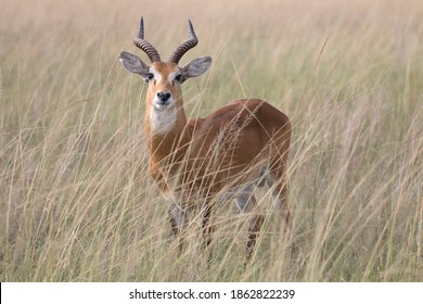 Ugandan kob antelope free ranging the African savanna