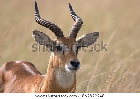 Ugandan kob antelope free ranging the African savanna